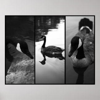 Geese Poster