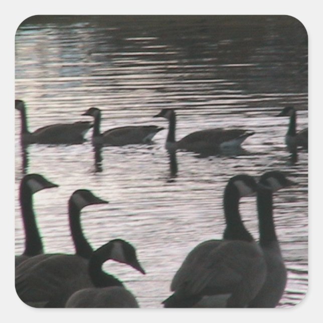 Geese stickers (Front)
