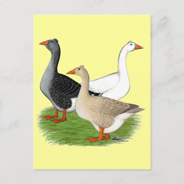 Geese:  Tufted Trio Postcard (Front)
