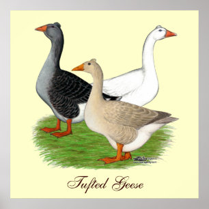 Geese: Tufted Trio Poster