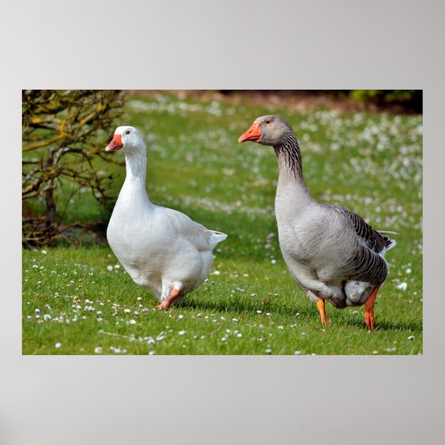 Geese walking on grass poster (Front)