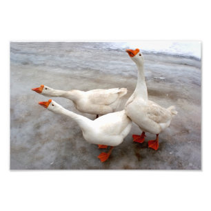 Geese white photo print