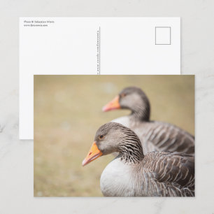 Geese Wildlife Photo Postcard