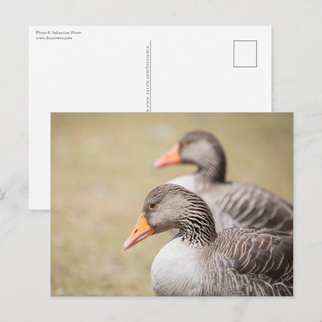 Geese Wildlife Photo Postcard (Front/Back)
