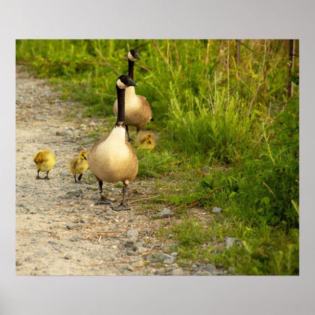 Geese with Goslings Poster (Front)