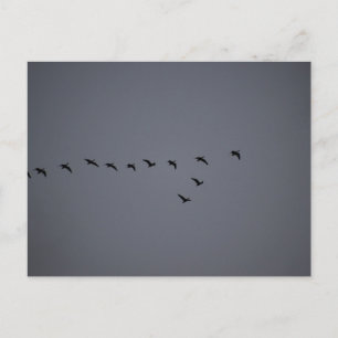 Geese's postcard