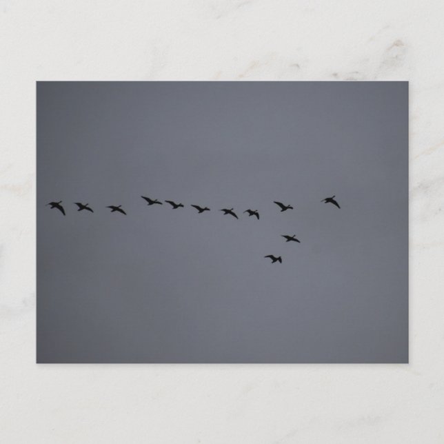Geese's  postcard (Front)