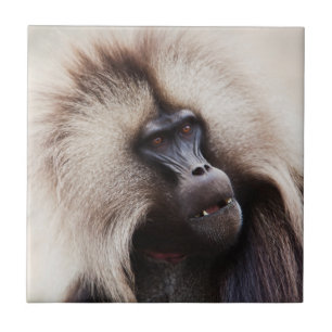 Gelada Baboon, Ethiopia Ceramic Tile