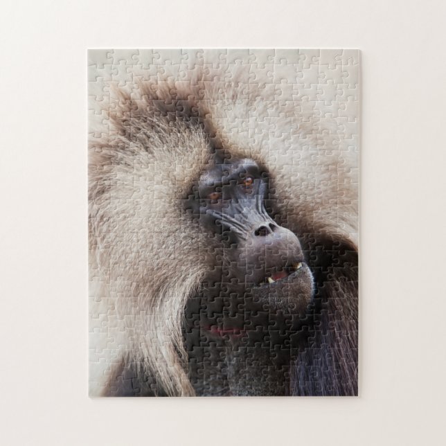 Gelada Baboon, Ethiopia Jigsaw Puzzle (Vertical)