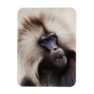 Gelada Baboon, Ethiopia Magnet