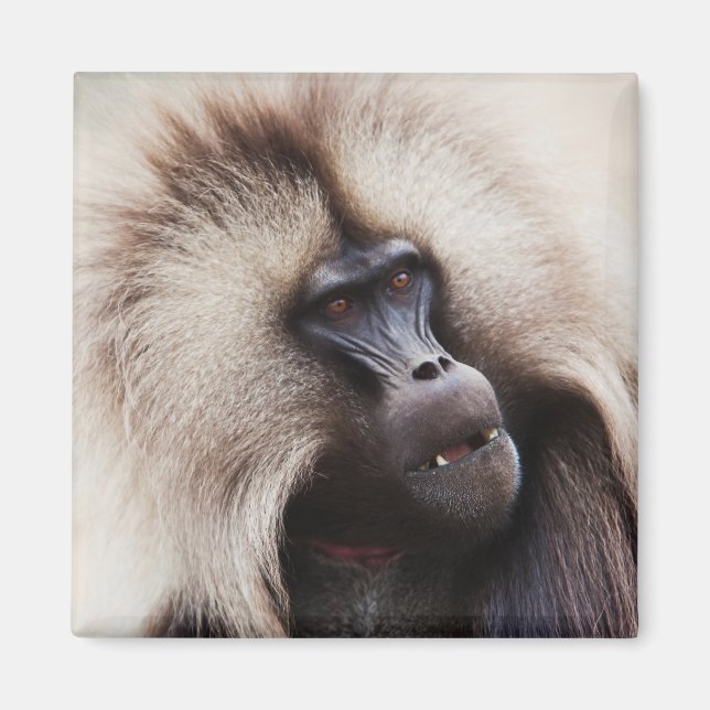 Gelada Baboon, Ethiopia Magnet (Front)