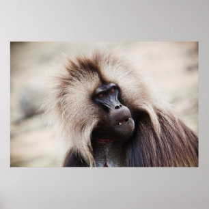 Gelada Baboon, Ethiopia Poster