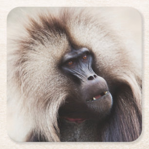 Gelada Baboon, Ethiopia Square Paper Coaster