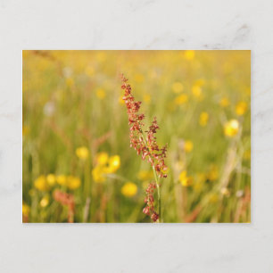 Gelbe Sommerwiese Postcard