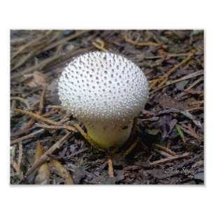Gem-Studded Puffball Photo Print