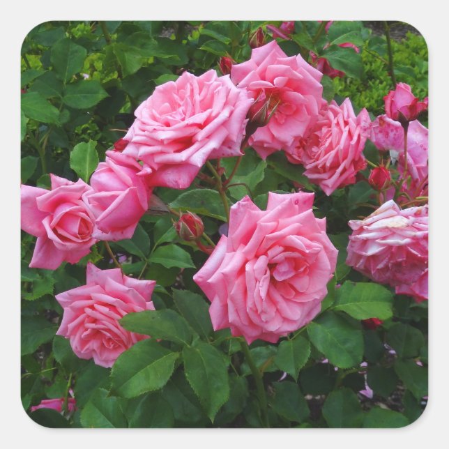 Gene Boerner Rose #2 Stickers (Front)