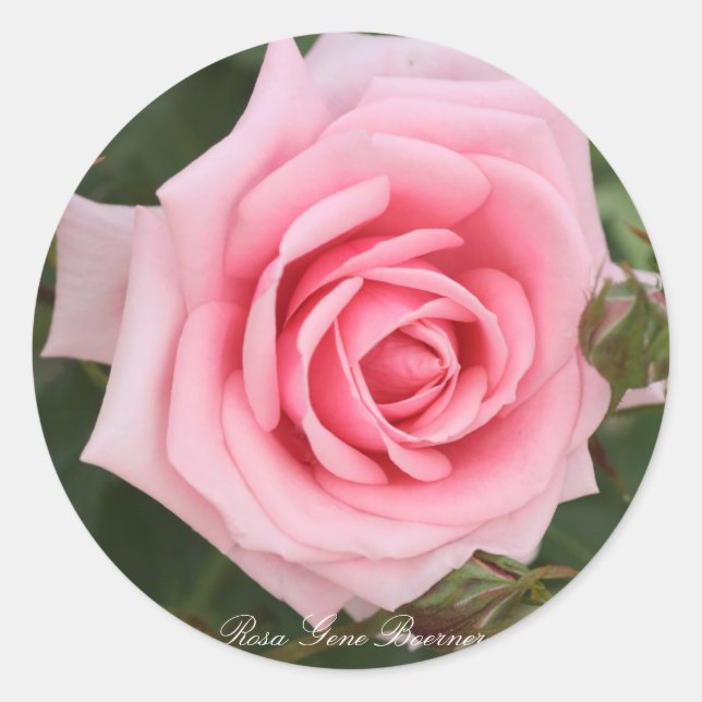 Gene Boerner Rose Classic Round Sticker (Front)