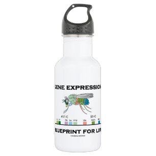 Gene Expression Blueprint For Life Homeobox Genes 532 Ml Water Bottle