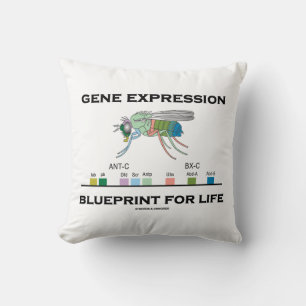 Gene Expression Blueprint For Life Homeobox Genes Cushion