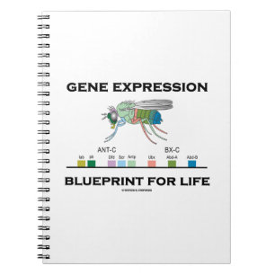 Gene Expression Blueprint For Life Homeobox Genes Notebook