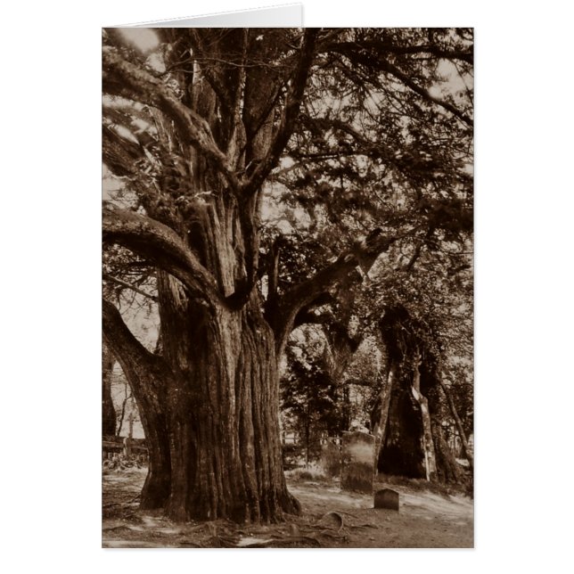 GENEALOGY CARD ~ DESIGNED TO SHARE FAMILY HISTORY! (Front)