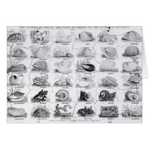 Genera of Shells jigsaw, pub. by W. Edwards