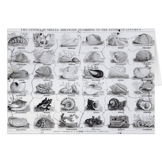 Genera of Shells jigsaw, pub. by W. Edwards (Front Horizontal)