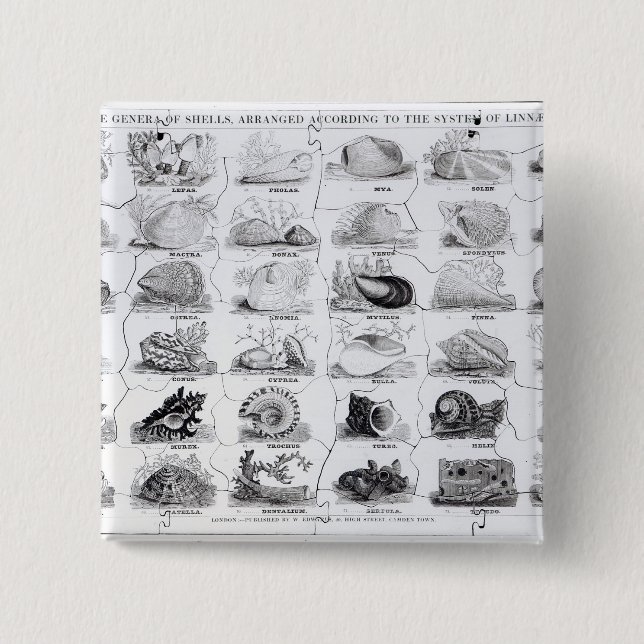 Genera of Shells jigsaw, pub. by W. Edwards 15 Cm Square Badge (Front)