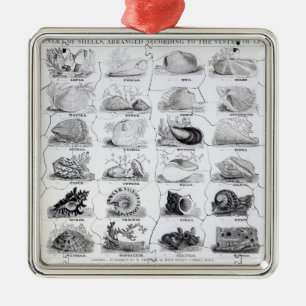 Genera of Shells jigsaw, pub. by W. Edwards Metal Tree Decoration