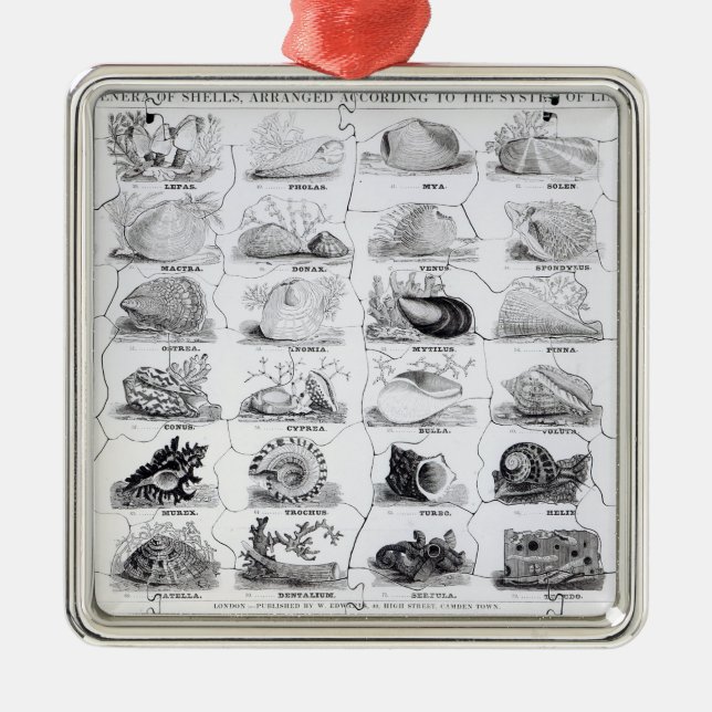 Genera of Shells jigsaw, pub. by W. Edwards Metal Tree Decoration (Front)