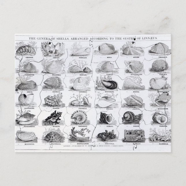 Genera of Shells jigsaw, pub. by W. Edwards Postcard (Front)