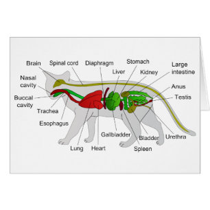 General Anatomy of a Cat Felis Silvestris Catus