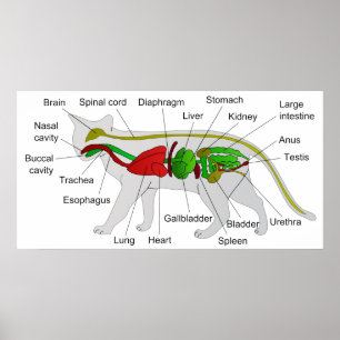 General Anatomy of a Cat Felis Silvestris Catus Poster