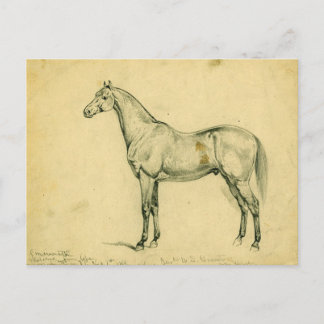 General Grant's War Horse Postcard