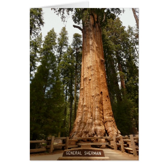 General Sherman, Giant Sequoia (Front)
