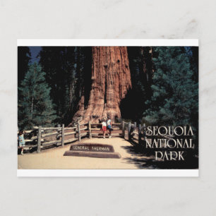 General Sherman Sequoia National Park Vintage Postcard