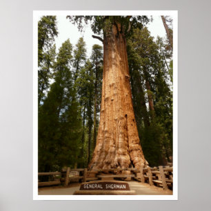 General Sherman Sequoia, Sequoia National Park Poster