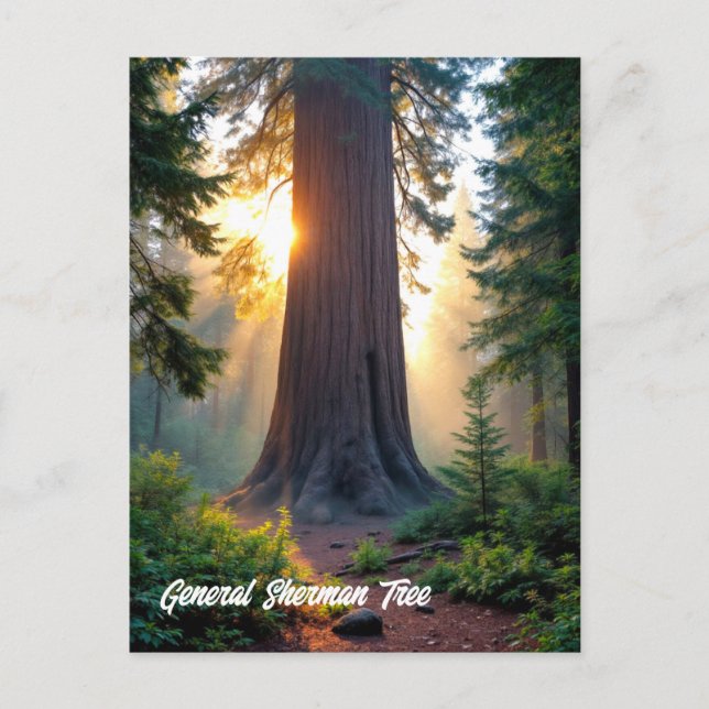 General Sherman Tree - California  Postcard (Front)