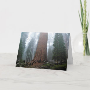General Sherman Tree, Sequoia, CA Card