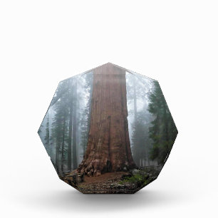 General Sherman Tree, Sequoia, CA Photo Block