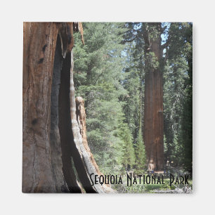General Sherman Tree- Sequoia National Park Magnet