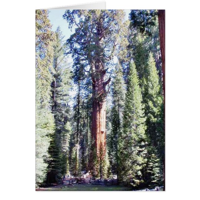General Sherman Trees Forrests (Front)
