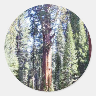 General Sherman Trees Forrests Classic Round Sticker