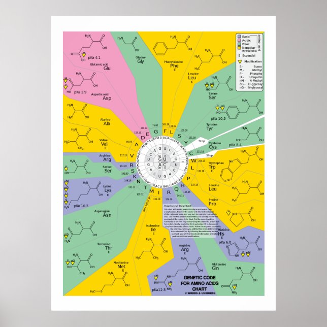 Genetic Code For Amino Acids (Chart Wheel) Poster (Front)
