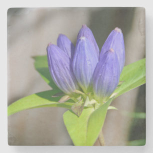 gentian stone coaster