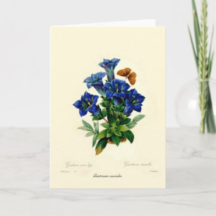Gentiana aucalis card