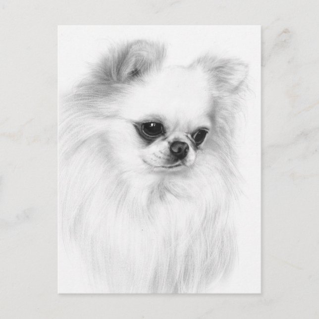 Gentle Chihuahua Hand Painted Artwork Postcard (Front)