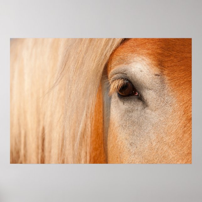 Gentle gaze - eye of a draught   horse poster (Front)