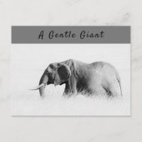 Gentle Giant Elephant high key photo with text