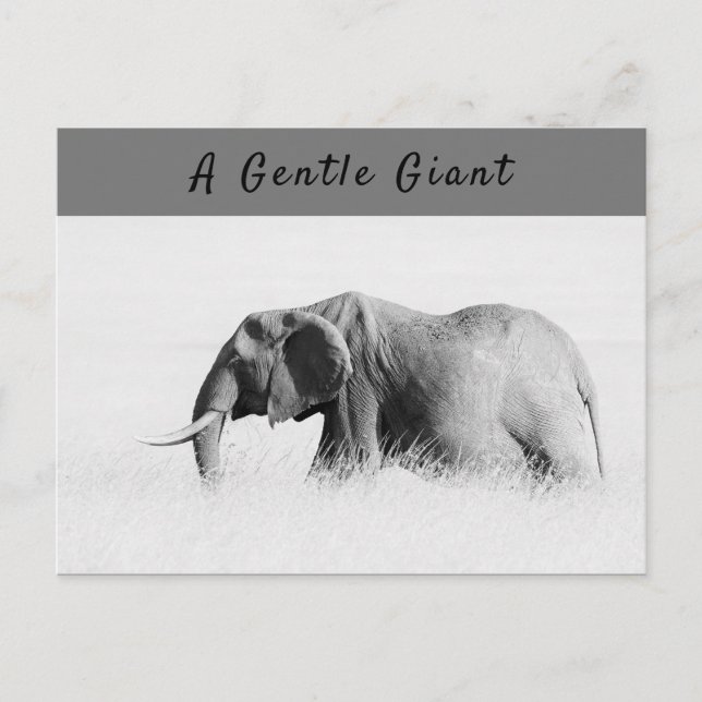 Gentle Giant Elephant high key photo with text Postcard (Front)